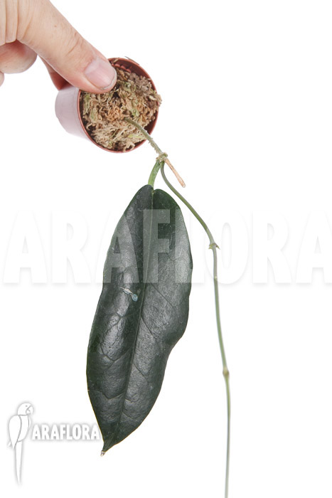 Hoya kaimuki ‚Red‘