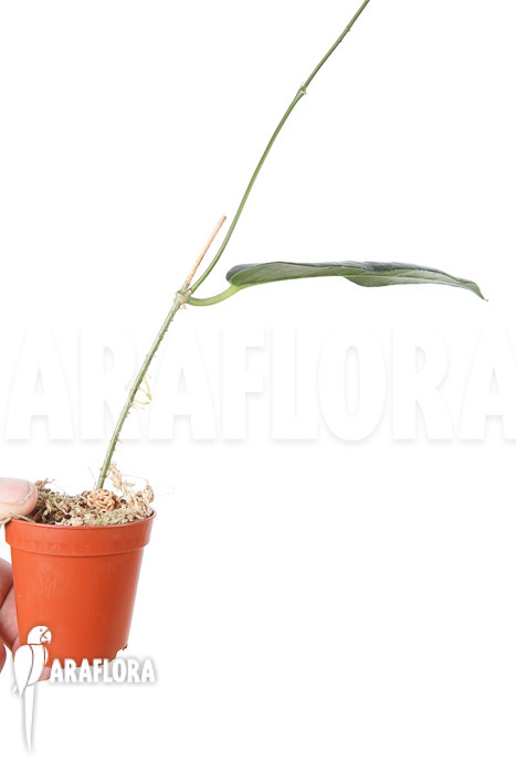 Hoya kaimuki ‚Red‘