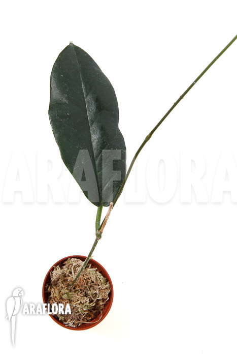 Hoya kaimuki ‚Red‘