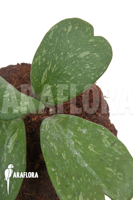 Hoya kerrii ‚Splash‘