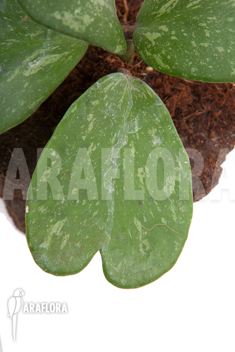 Hoya kerrii ‚Splash‘