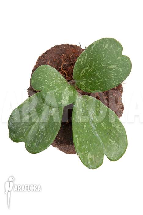 Hoya kerrii ‚Splash‘