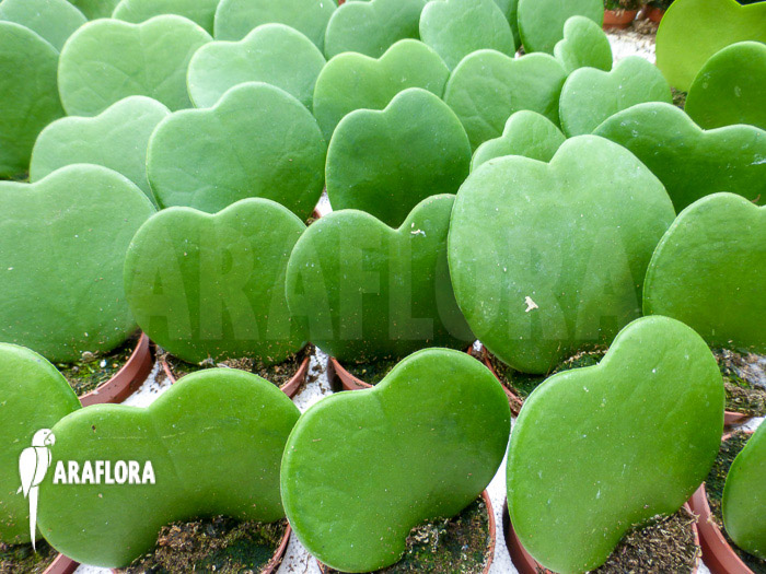 Hoya kerrii ‚Starter‘