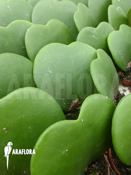 Hoya kerrii ‚Starter‘