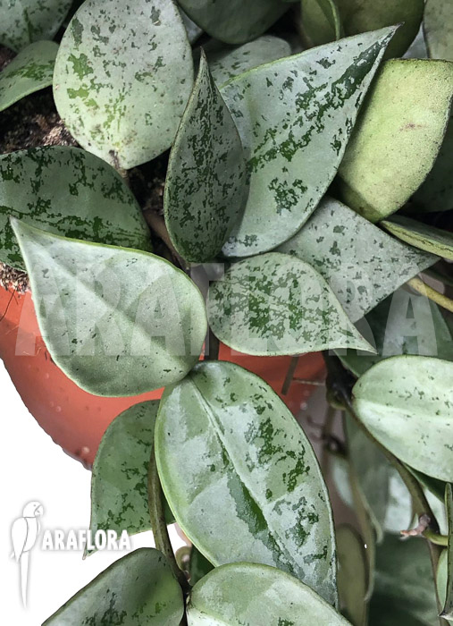 Hoya krohniana ‚eskimo‘