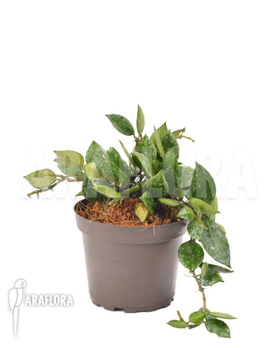 Hoya lacunosa Eskimo