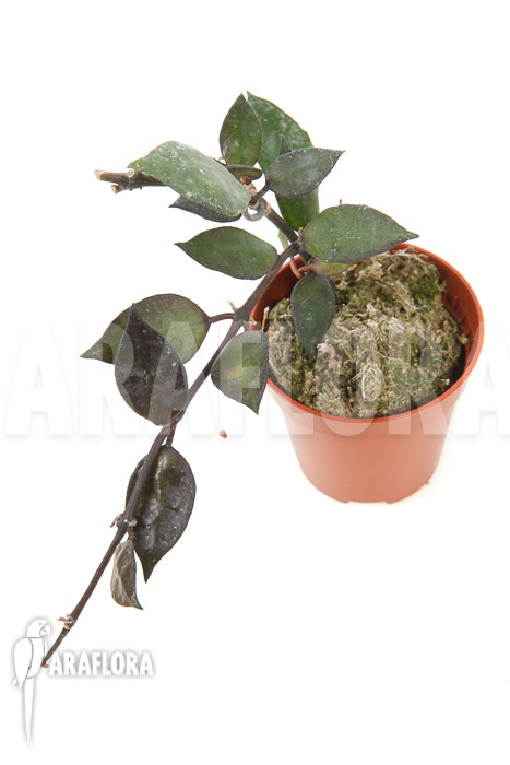 Hoya lacunosa ‚Silver leaves‘ Type B