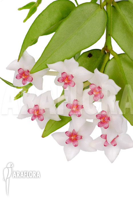 Hoya lanceolata ssp bella