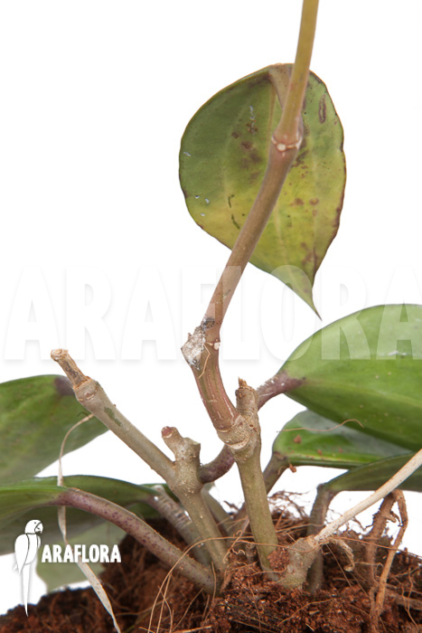 Hoya macrophylla variegata