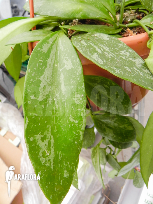 Hoya memoria Fomerly gracilis