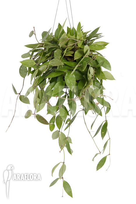 Hoya memoria Fomerly gracilis