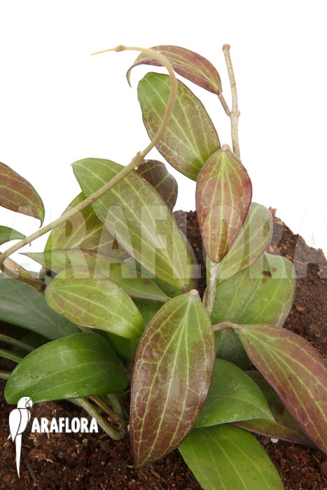 Hoya merrillii long leaf ‚L‘