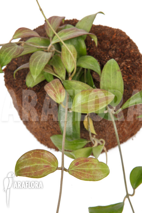 Hoya merrillii long leaf ‚L‘