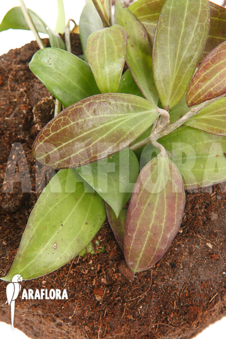 Hoya merrillii long leaf ‚L‘