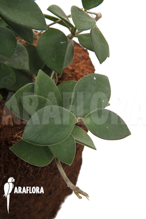 Hoya nummularioides ‚M‘