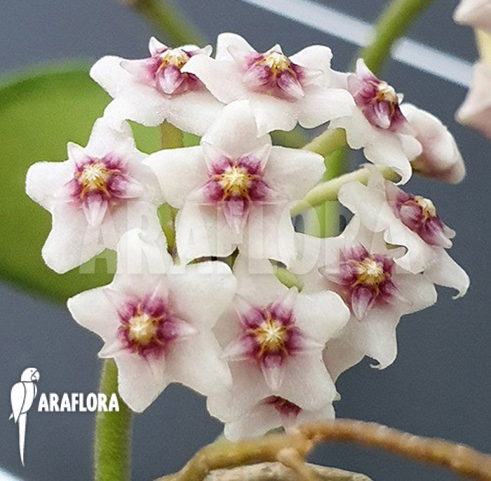 Hoya nummularioides ‚S‘ flower