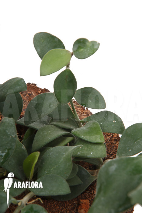 Hoya nummularioides ‚S‘