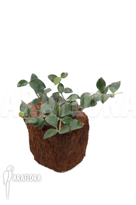 Hoya nummularioides ‚S‘