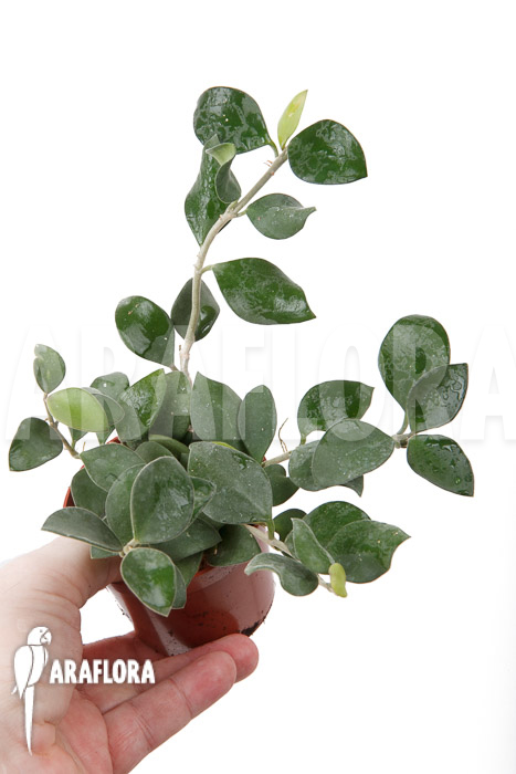 Hoya nummularioides ‚S‘