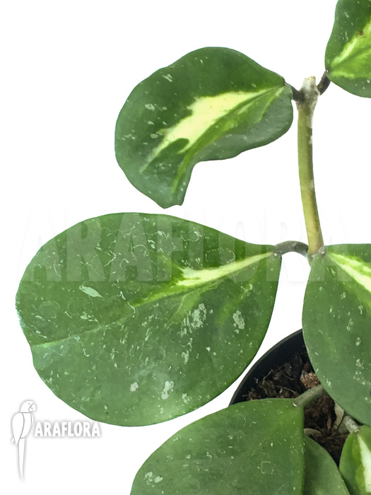 Hoya obovata variegated ‚Splash‘