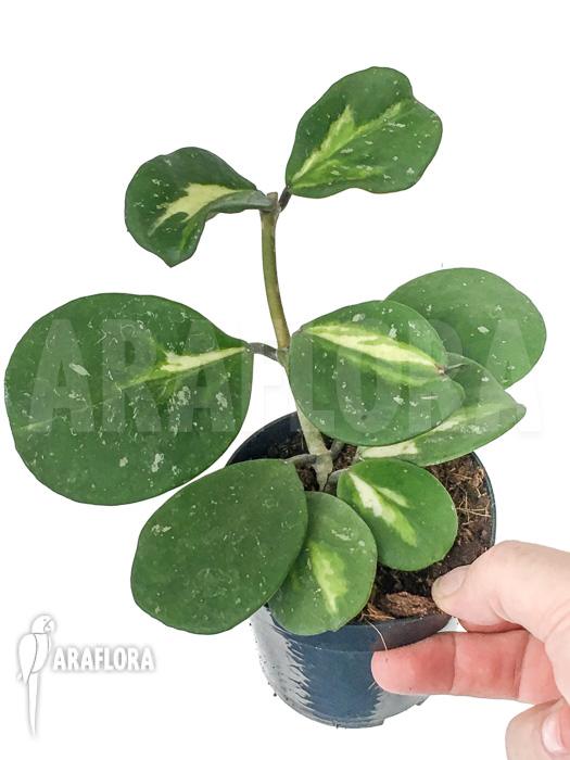 Hoya obovata variegated ‚Splash‘