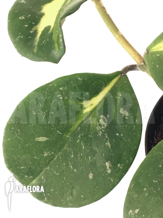 Hoya obovata variegated ‚Splash‘