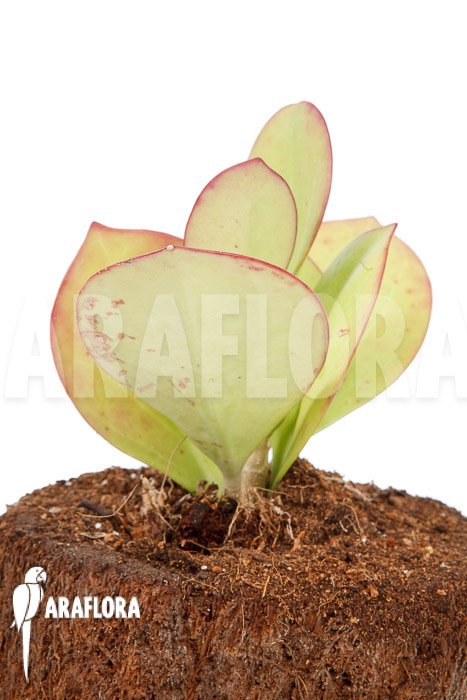 Hoya pachyclada ‚Pink Leaf‘