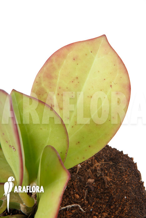 Hoya pachyclada ‚Pink Leaf‘