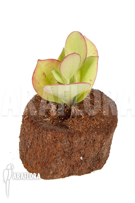 Hoya pachyclada ‚Pink Leaf‘