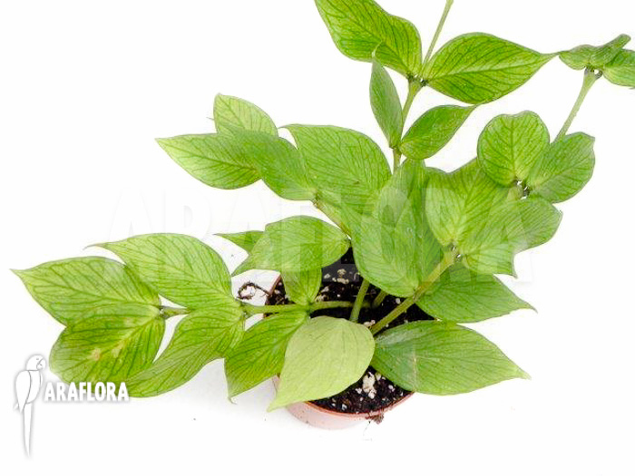 Hoya polyneura ‚M‘