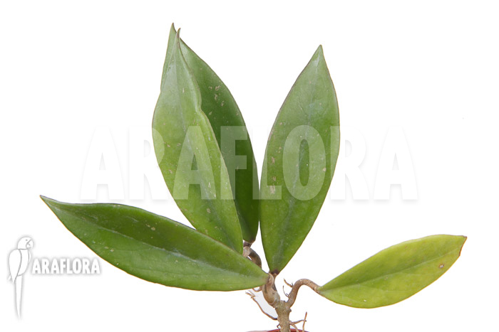 Hoya pubicalyx ‚Royal Hawaii purple‘