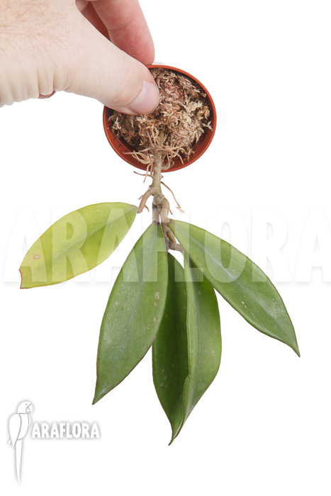 Hoya pubicalyx ‚Royal Hawaii purple‘