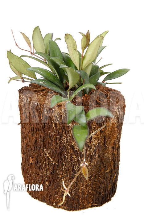 Hoya ‚Rosita‘ ( wayetii x tsangii)