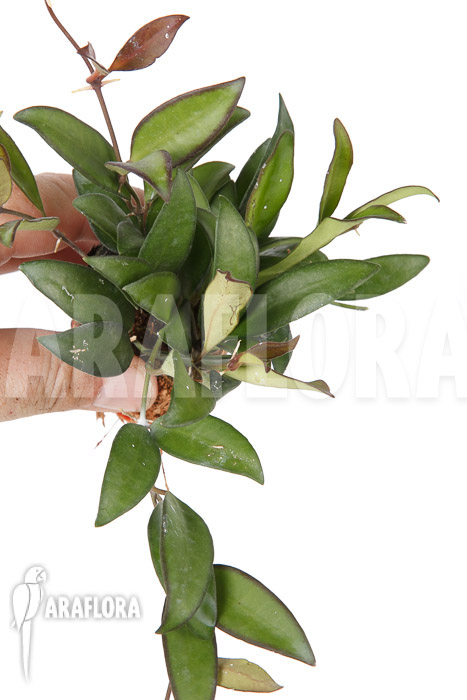 Hoya ‚Rosita‘ ( wayetii x tsangii)