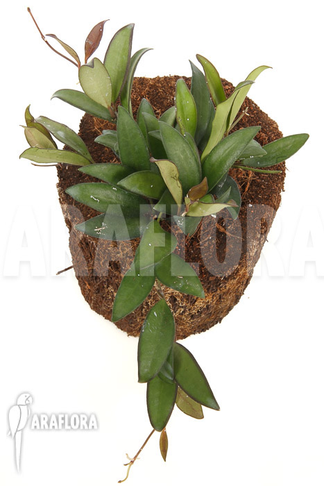 Hoya ‚Rosita‘ ( wayetii x tsangii)