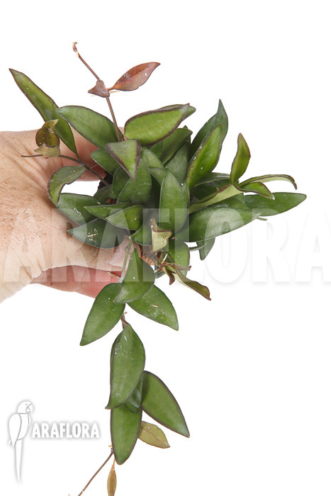 Hoya ‚Rosita‘ ( wayetii x tsangii)