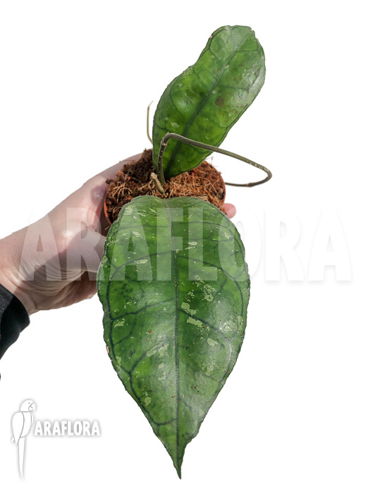 Hoya sp perak Teddy Bear ‚leafcutting‘