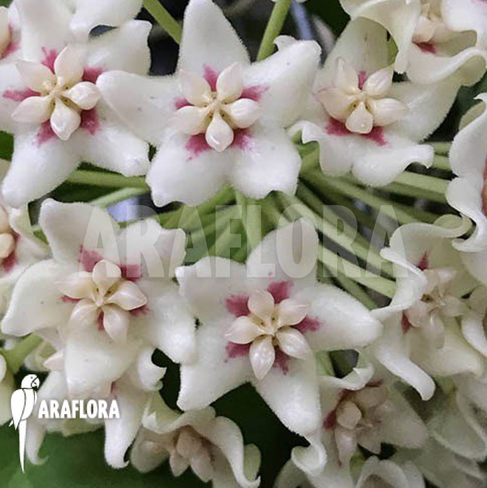 Hoya sp ‚ut 029‘