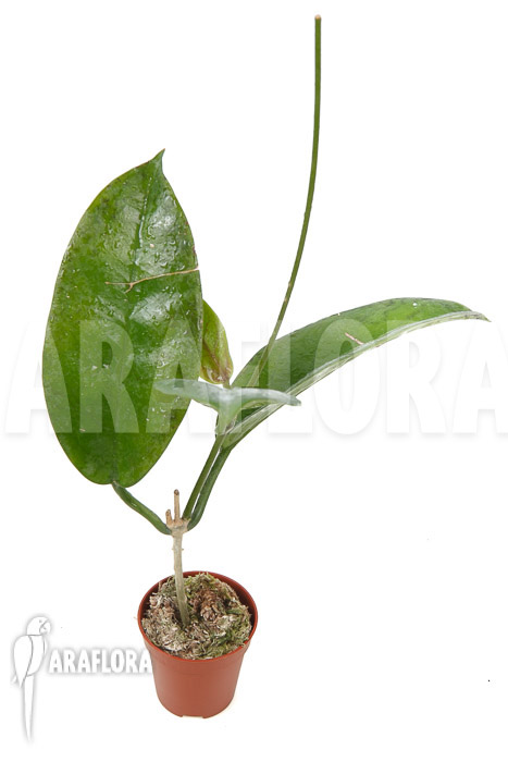 Hoya sp ‚ut 029‘