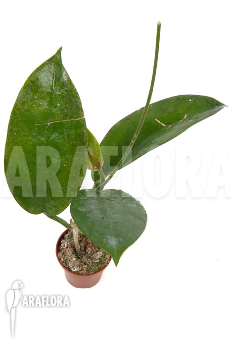 Hoya sp ‚ut 029‘