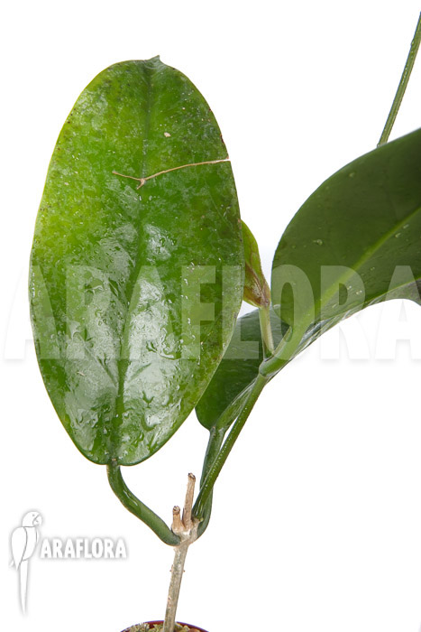 Hoya sp ‚ut 029‘