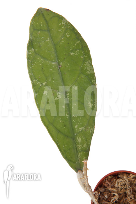 Hoya species ‚Perak srg 3227‘