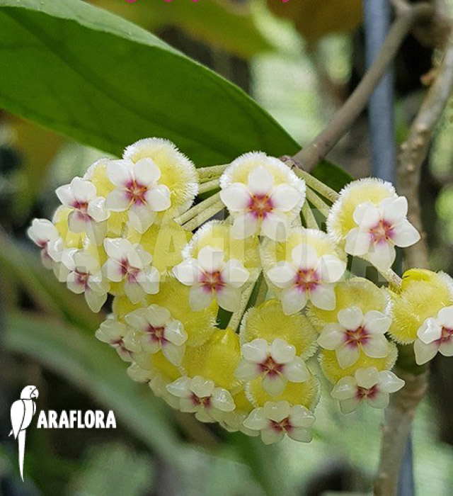 Hoya species ‚Perak srg 3227‘ flower