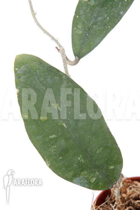 Hoya species ‚UT 168‘