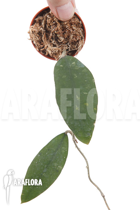 Hoya species ‚UT 168‘