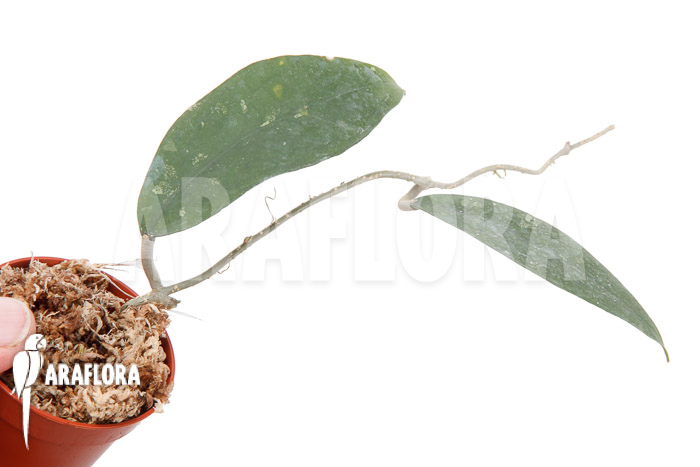 Hoya species ‚UT 168‘