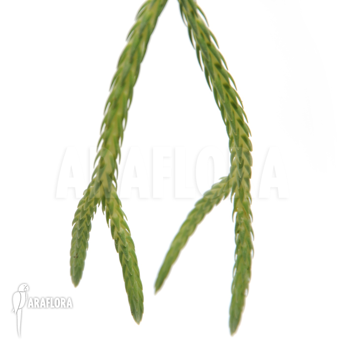 Huperzia ‚Lycopodium‘ carinata