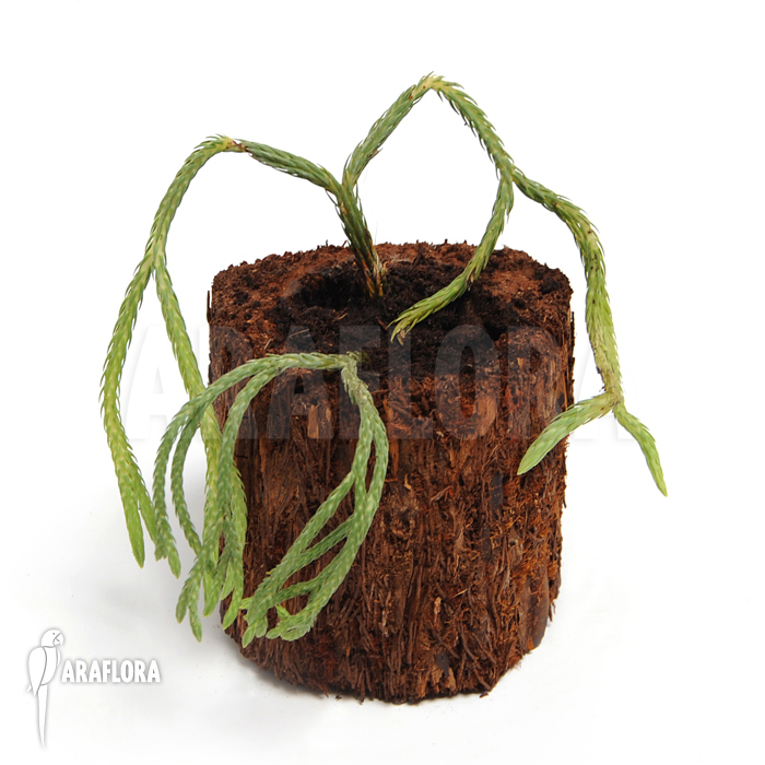 Huperzia ‚Lycopodium‘ carinata