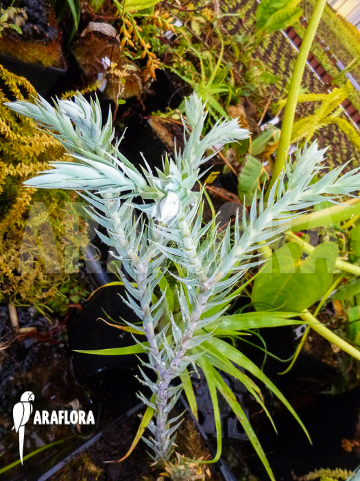 Huperzia ‚Lycopodium‘ goebelii