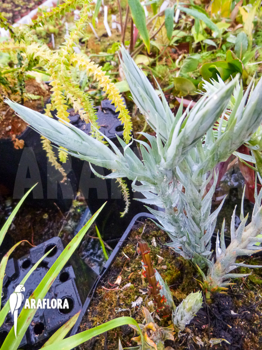 Huperzia ‚Lycopodium‘ goebelii